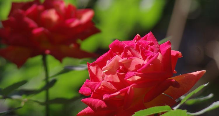 月季花的象征意义（探索月季花背后的深刻象征）