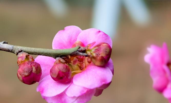 梅花花期全解析（了解梅花开放时间）