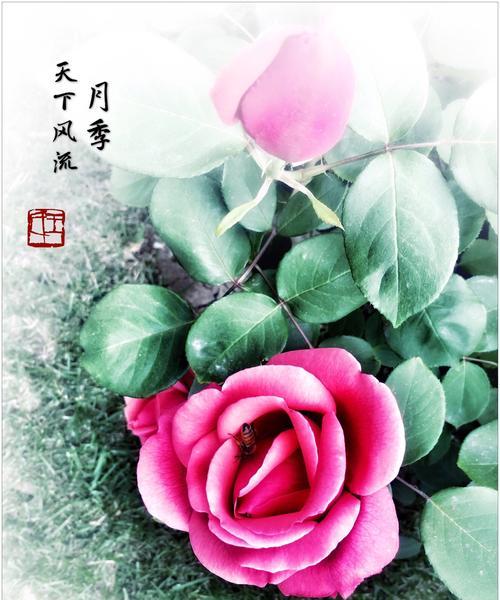 绚丽多彩的月季花与花语世界（追寻花海中的美丽与寓意）