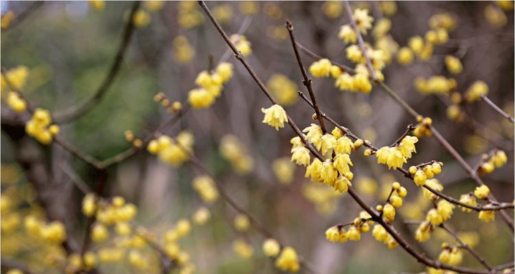 梅花花期全解析（了解梅花开放时间）