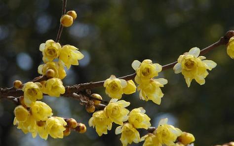 梅花花期全解析（了解梅花开放时间）