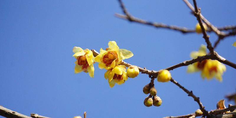 梅花之精神——品质与意义（传承千年的独特魅力）
