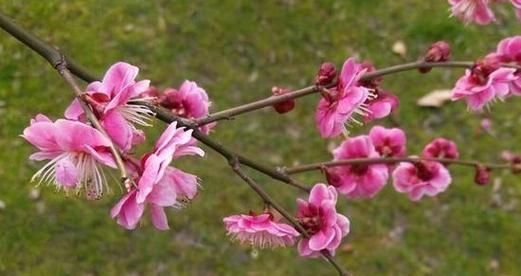 探秘梅花的成长之路（生长习性特点和生长环境条件解析）
