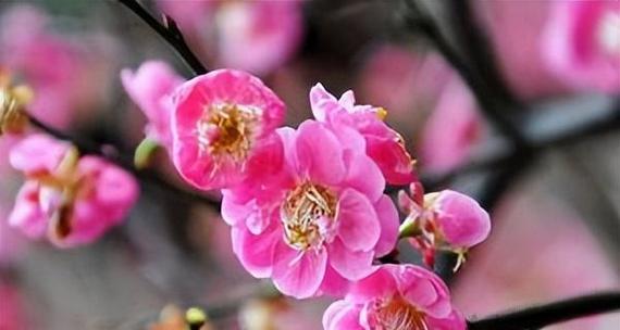 探秘梅花的成长之路（生长习性特点和生长环境条件解析）