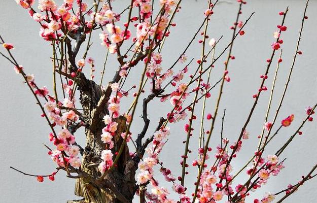 四季梅花的养殖方法与注意事项（打造优美花坛从四季梅花开始）