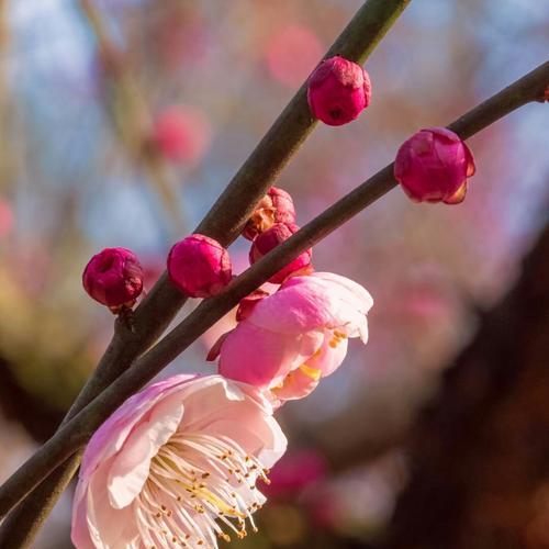 梅花之美——描写梅花的样子和特点（探究梅花的历史和象征意义）