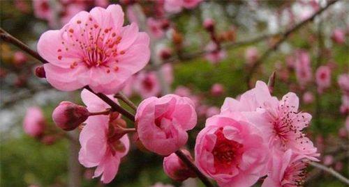 梅花之美——描写梅花的样子和特点（探究梅花的历史和象征意义）