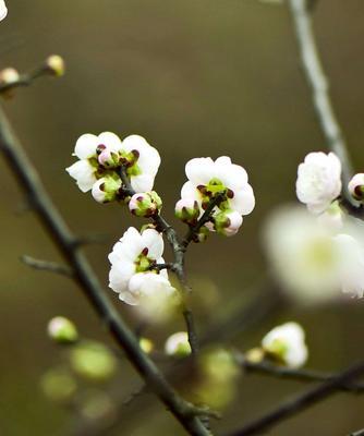 梅花冬天竟然开花（探究梅花冬季开花的奥秘）