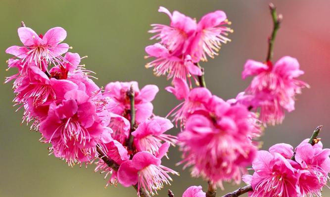 揭秘梅花的开放时间（梅花花期多久）