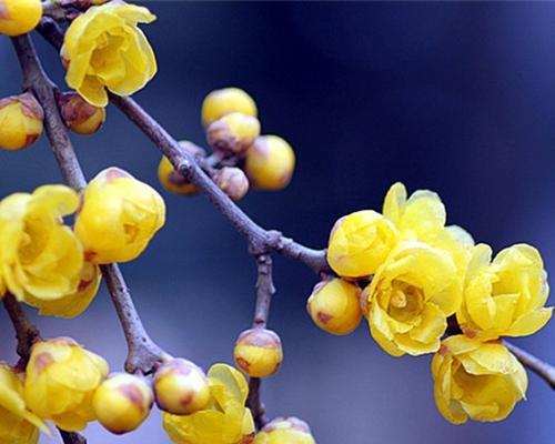 揭秘梅花的开放时间（梅花花期多久）