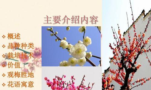 揭秘梅花的开放时间（梅花花期多久）
