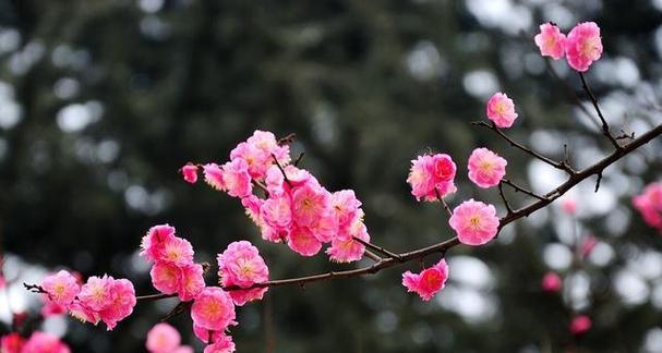 梅花的花语象征与寓意（解读梅花的深刻内涵）