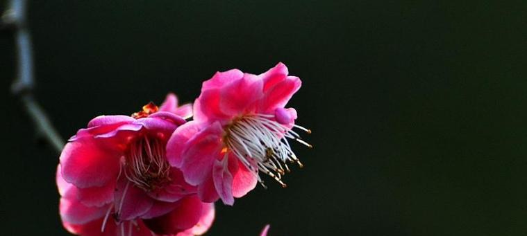梅花的花语象征与寓意（解读梅花的深刻内涵）