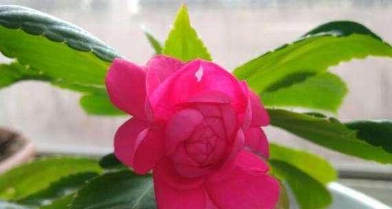 梅花浇水的正确方法（让梅花茁壮成长的秘诀）