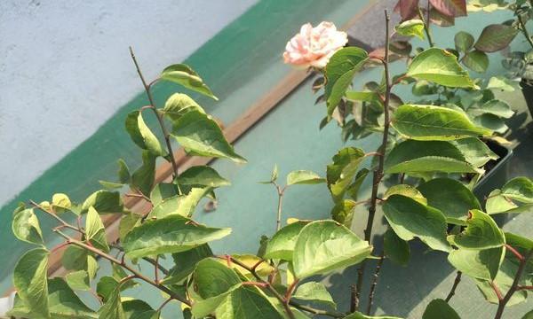 梅花浇水的正确方法（让梅花茁壮成长的秘诀）