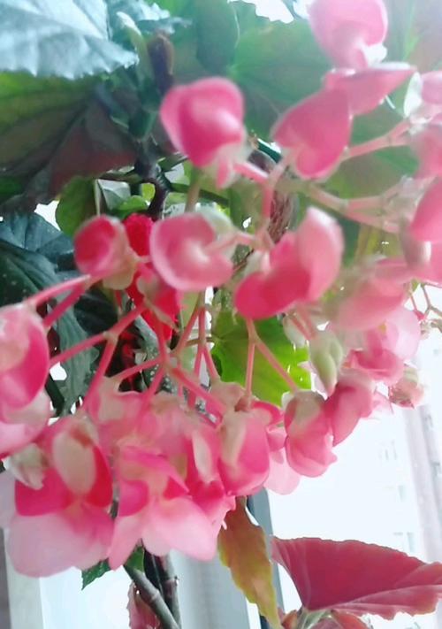 竹节海棠花语与寓意（唤起生命力的美丽之花）