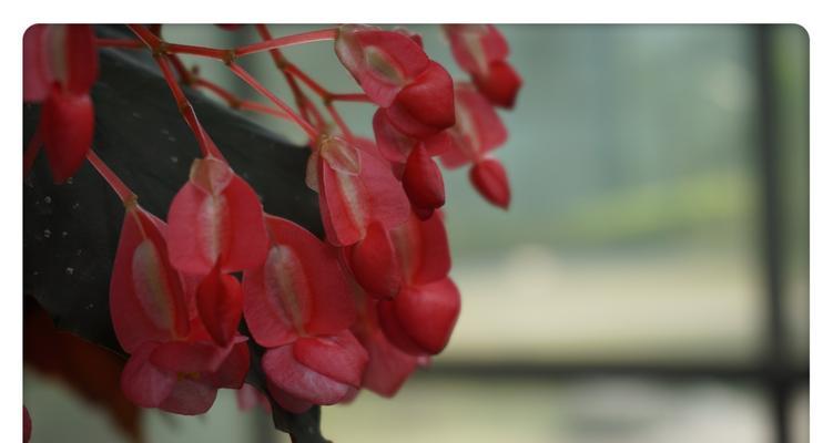 竹节海棠花语与寓意（唤起生命力的美丽之花）