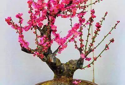 室内种梅花，你get到了吗（梅花养护的技巧与注意事项）