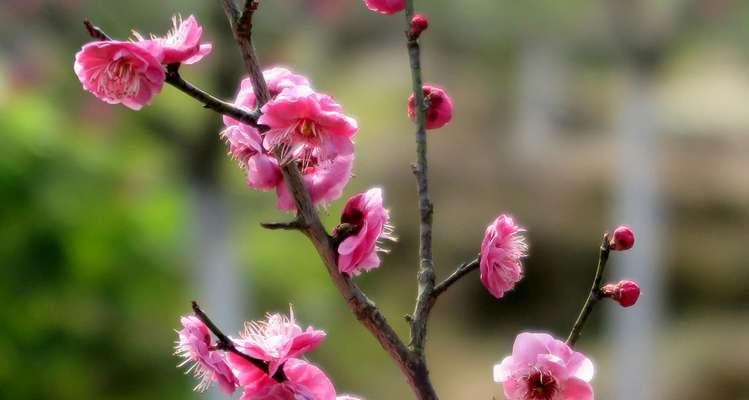 梅花怕晒吗（梅花逃避阳光）