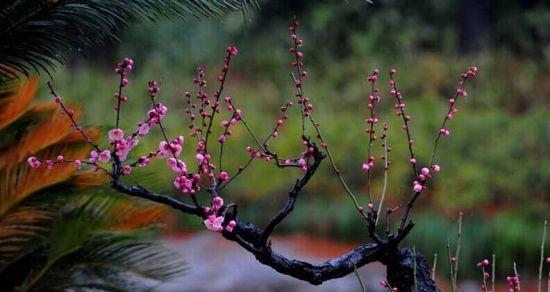 梅花怕晒吗（梅花逃避阳光）