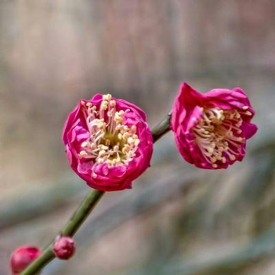 梅花怕晒吗（梅花逃避阳光）