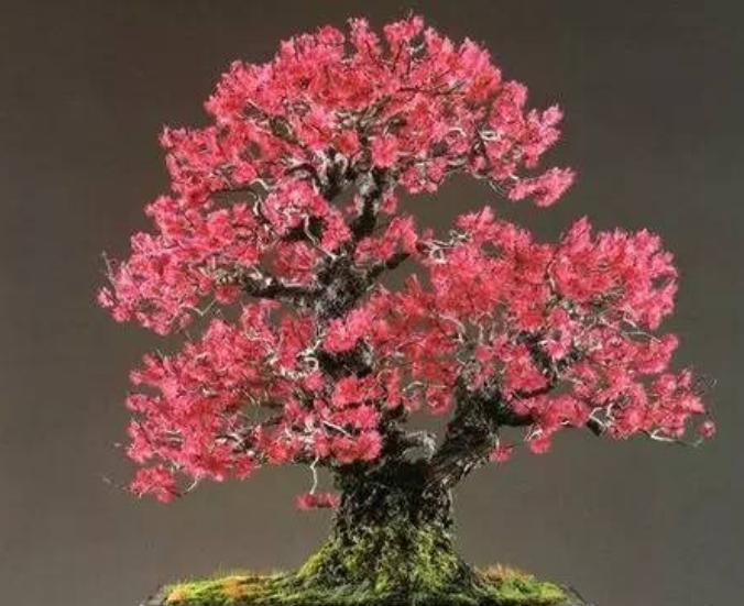 梅花秋天可移栽吗（秋天移植梅花应该如何操作）