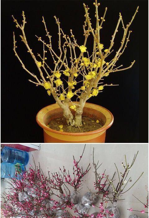 梅花秋天可移栽吗（秋天移植梅花应该如何操作）