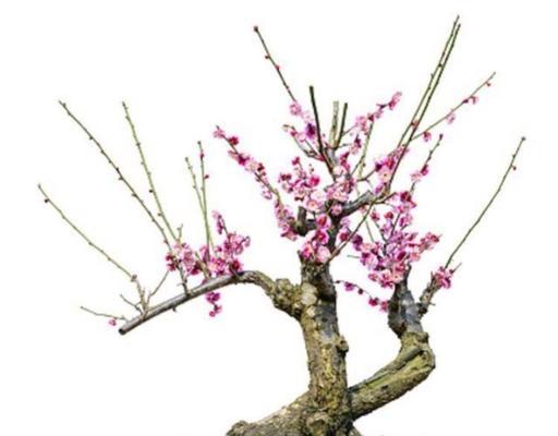 探秘梅花生长环境条件与特点（深度解析梅花生长的关键因素）
