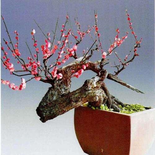 探秘梅花生长环境条件与特点（深度解析梅花生长的关键因素）