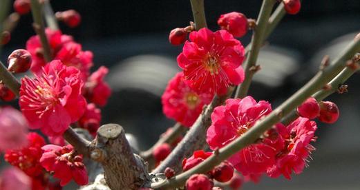梅花生长的乐土——寻找适宜梅花生长的地方