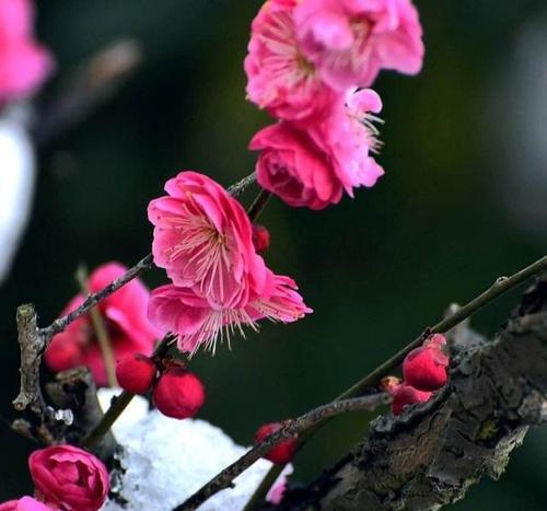 梅花生长的乐土——寻找适宜梅花生长的地方