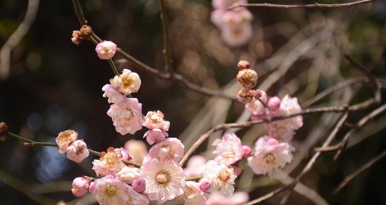 探秘梅花生长地（梅花生长环境及影响因素）