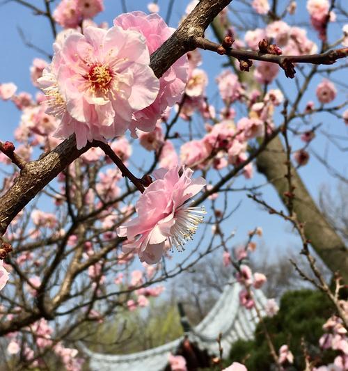 探秘梅花生长地（梅花生长环境及影响因素）