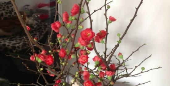 揭秘梅花开花时间（梅花开花规律与气候变化）