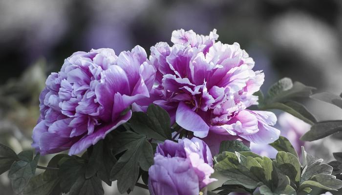 紫色牡丹花（揭示紫色牡丹花的寓意与传说）