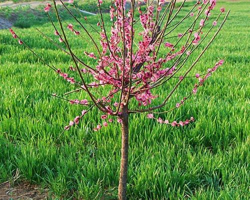梅花嫁接的成活率高？如何提高梅花嫁接的成活率？
