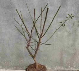 梅花嫁接的成活率高？如何提高梅花嫁接的成活率？