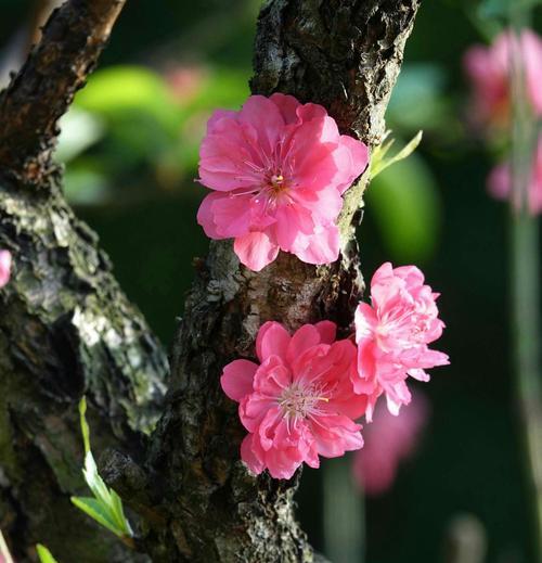 梅花嫁接的成活率高？如何提高梅花嫁接的成活率？