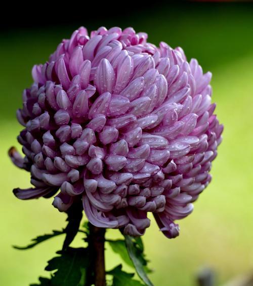 紫色野菊花花语（紫色野菊花花语的传递力量）