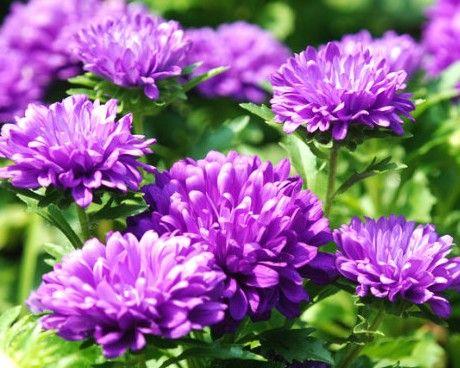 紫色野菊花花语（紫色野菊花花语的传递力量）