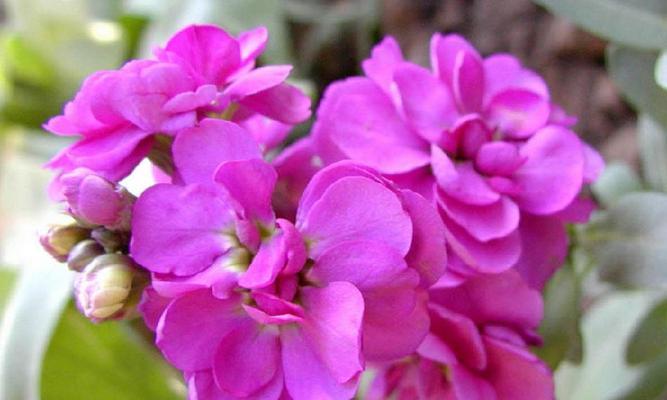 紫色玉兰花的花语与意义（玉兰花中的秋意盎然）