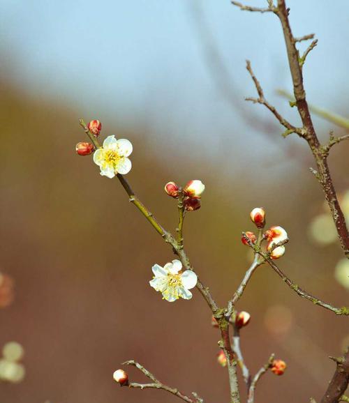 梅花种植全攻略（春天梅花最佳种植时间）
