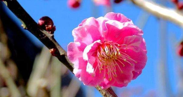 梅花种植全攻略（春天梅花最佳种植时间）