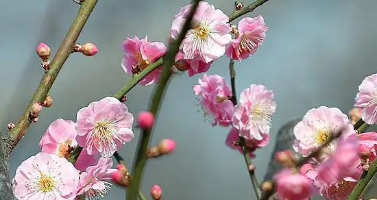梅花——真正的被子植物（揭开梅花被子植物的神秘面纱）