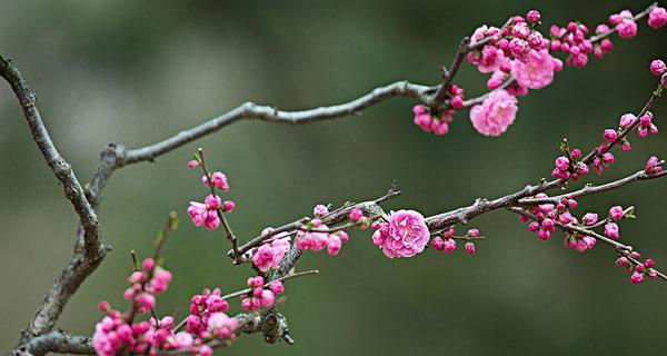 赏析梅花之美（探秘梅花的历史与文化内涵）
