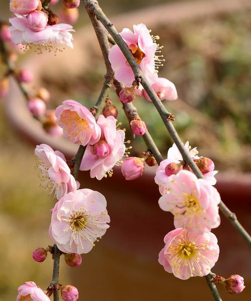 赏析梅花之美（探秘梅花的历史与文化内涵）