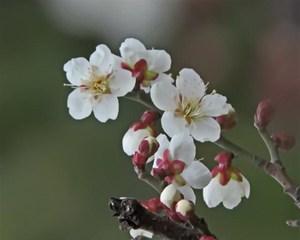 梅花是一种美丽的植物（探究梅花的分类）