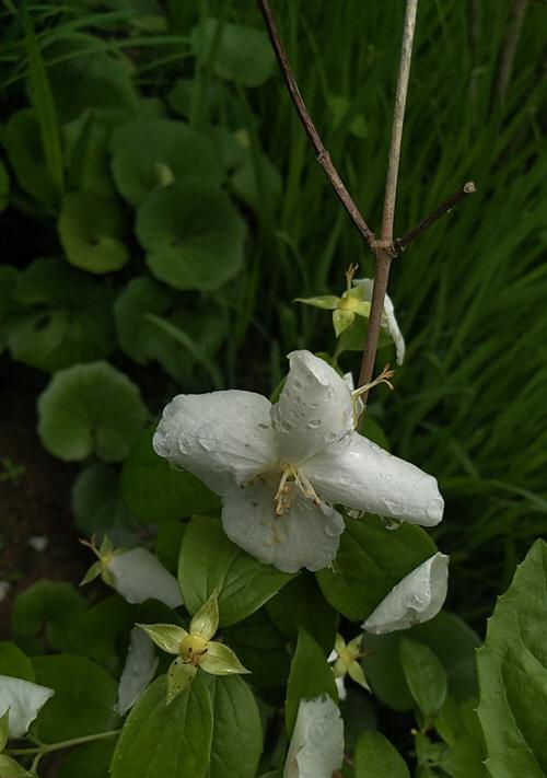 梅花——优雅花王（探究梅花的分类与特征）