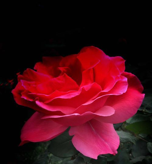 芙蓉月季花语（探寻芙蓉月季的深层含义）