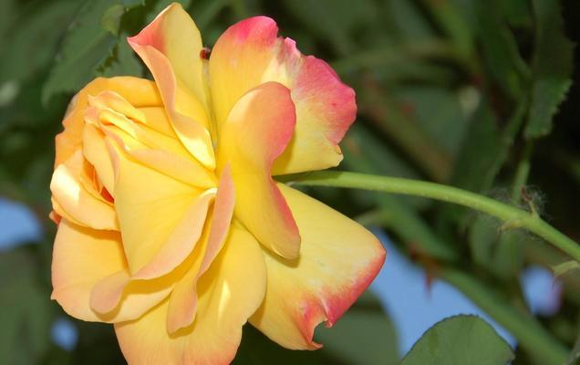 芙蓉月季花语（探寻芙蓉月季的深层含义）